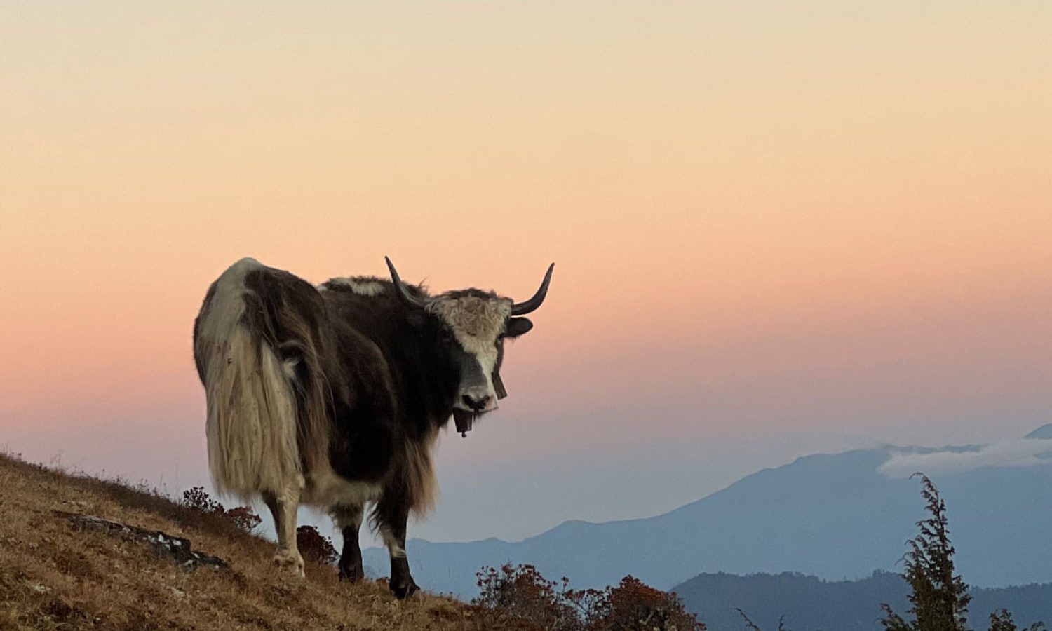 Hiking-and-yaks